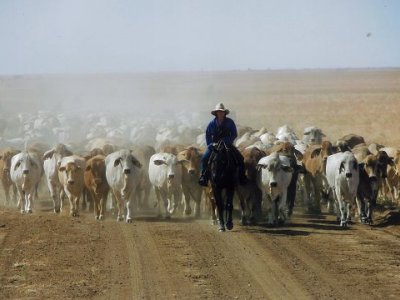 A person riding a horse leads a herd of cattle down a dusty road